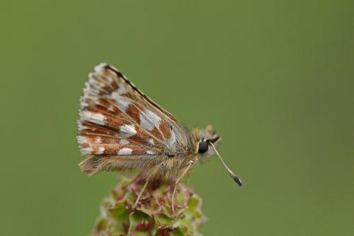 Réf. 342 304 : Spialia sertorius